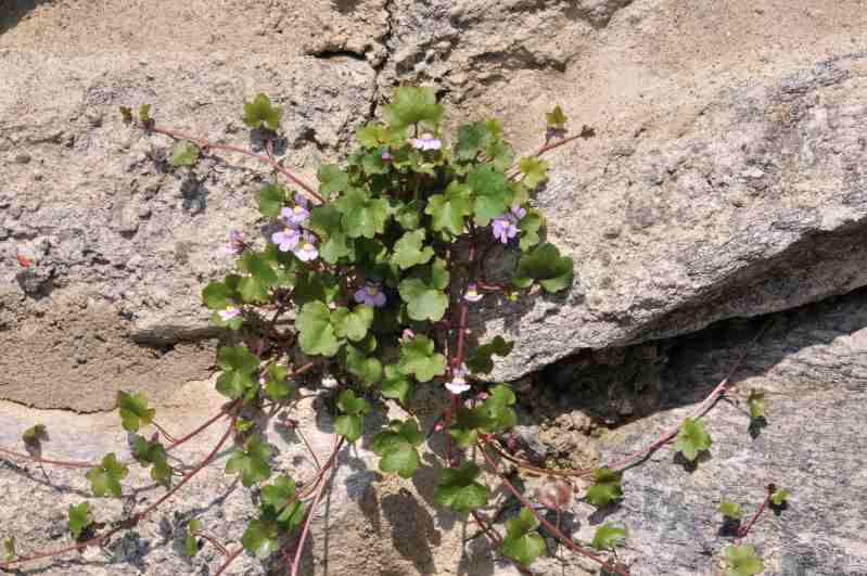 Cymbalaria muralis